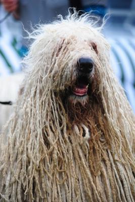 [6f29f] ^Full* %Download! Komondor (Hungarian Sheepdog) Dog Journal: 150 Page Lined Notebook/Diary -  *e.P.u.b^