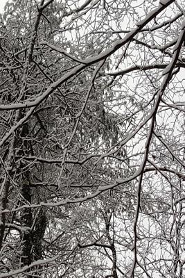 [2e9f7] !R.e.a.d* Winter Season Journal Scenic Branches: (Notebook, Diary, Blank Book) -  ~ePub%