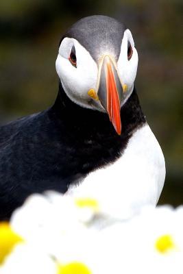 [dfbf2] *F.u.l.l.% @D.o.w.n.l.o.a.d% A Cute Little Puffin Seabird Journal: 150 Page Lined Notebook/Diary -  @e.P.u.b#
