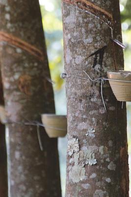 [f1b52] ^F.u.l.l.~ @D.o.w.n.l.o.a.d# Tapped Rubber Trees at Plantation Journal: 150 Page Lined Notebook/Diary -  !P.D.F#